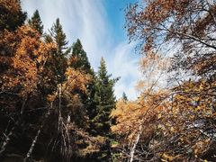 -苏木山森林公园