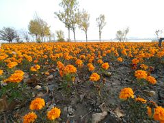 -武清南湖绿博园