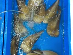 -QQ海鲜餐厅