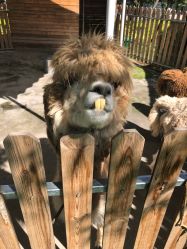 -萌宠亲子动物乐园(槐房万达店)