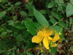 -上海佘山国家森林公园天马山园