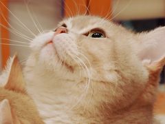-Let's go狗咖·猫咖·奶狗·桌游(春熙路IFS店)