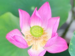 -莲花池公园