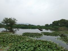 -长兴太湖图影湿地文化园