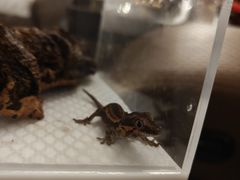 -酷以爬仙阁实体爬宠店·守宫·蜥蜴·专业繁育