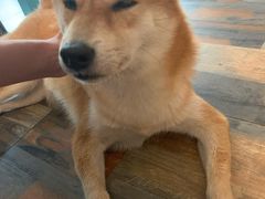 -柴源莊·柴小宠柴犬咖啡