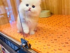 -欣宠猫屋·矮脚拿破仑·蓝金金渐层