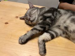 -猫猫幼稚园·撸猫·桌游·电玩