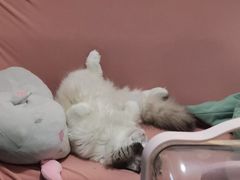 -宠爱国际动物医院· 猫科· 外科·中兽医(长白店)