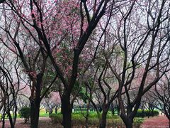 -郑州植物园