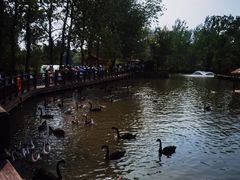 -溱湖国家湿地公园