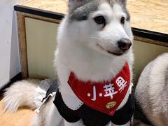 -Husky Go! 哈士奇体验馆·宠物咖啡厅狗咖