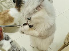 -怪兽屋·羊驼·猫咖·狗咖(俊华广场店)