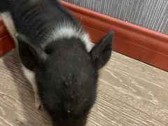 -浣熊柯尔鸭土拨鼠·电玩咖