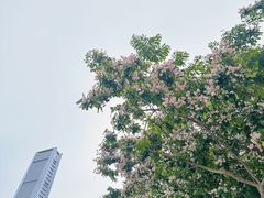 -COSTA COFFEE(阿里中心店)