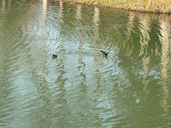 -西溪国家湿地公园