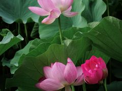 -莲花池公园