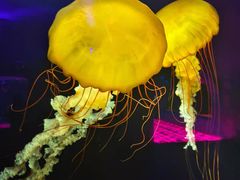 -欢乐海岸海洋奇梦馆