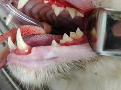 -派特宠物医院(圆融广场店)