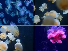 -海合安天津极地海洋公园