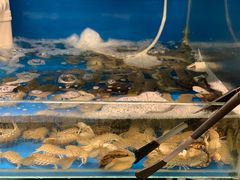 -臻鲜燕海鲜融合餐厅(金陵style店)