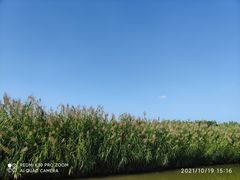 -大湾区中央湿地公园