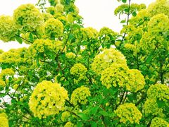 -径山花海