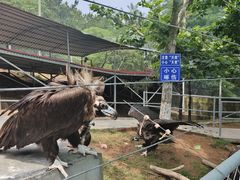 -西霞口神雕山野生动物世界