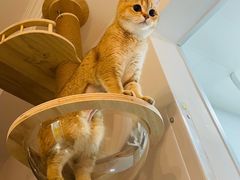 -宠爱国际动物医院·消化内科·心肾内科·ISFM猫友好(望京店)