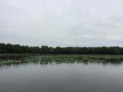 -荷塘月色湿地公园·向阳花洲