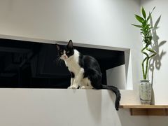 -原田新料理(1912店)