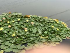 紫颐香薰山谷薰衣草庄园-紫颐香薰山谷景区