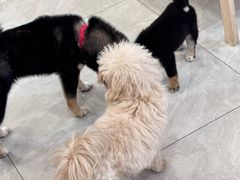 -柴犬小屋·柴餐厅·狗咖食堂(金鼎广场店)