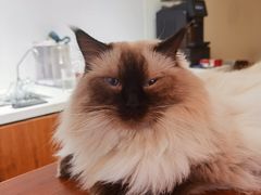 -有猫主题·治愈系猫咖(曾厝垵店)