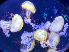 -珠海长隆海洋王国