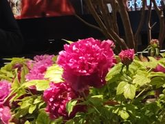 -杏花村水席楼·洛阳水席(老城十字街店)