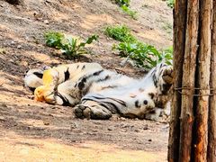 -大连森林动物园