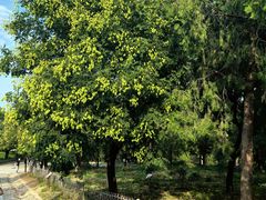 -北京西山国家森林公园