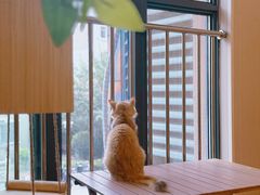 -唐小姐の私宠·宠物洗护美容·撸猫馆·购宠(周浦万达旗舰店)