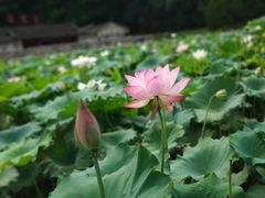 -古田会议纪念馆