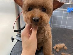 -宠颐生动物医院·心脏科·保险定点(锦阳分院)