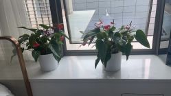 点击看大图 -悟空祛痘·诺奖技术专业店