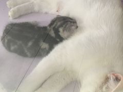 -喵的天空名猫咖啡馆·撸猫·猫舍·用品