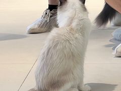 -怪兽屋·羊驼·猫咖·狗咖(俊华广场店)