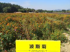 -北京东方普罗旺斯薰衣草庄园