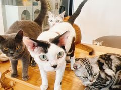 -有喵·猫咖·狗咖·30几只猫10只小狗(岗厦店)