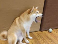 -柴务处·柴犬主题狗咖