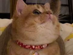 -东方名猫馆·英短金渐层布偶猫舍(环线广场1号楼店)