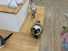 -李小姐の猫咖啡馆(五角场店)