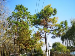 -合肥滨湖国家森林公园